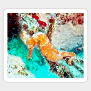 Orange Caribbean Sea Horse Sticker